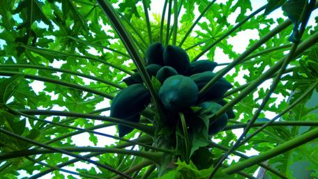 Tropical Papaya Tree Under Clear Sky wallpaper