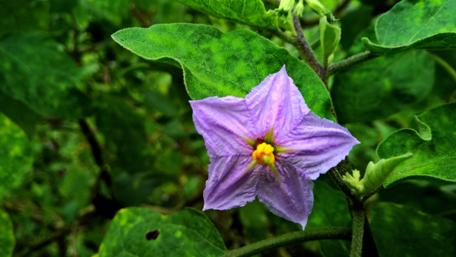 Vibrant Purple Flower Close-Up Artistry wallpaper