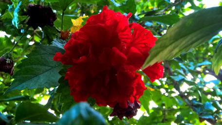 Vibrant Hibiscus Blooming Amidst Greenery wallpaper