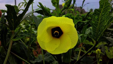 Bright Yellow Flower in Full Bloom wallpaper