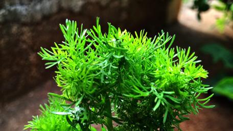 Fresh and Vibrant Coriander Herb Wallpaper wallpaper