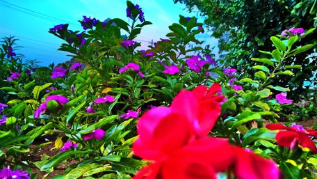 Vibrant Garden Blooms in Full Glory wallpaper