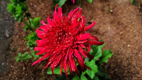 Vibrant Red Flower in Bloom wallpaper