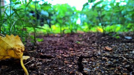 Nature's Tranquil Ground View wallpaper