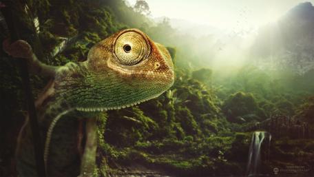 Charming Chameleon in Lush Nature Scene wallpaper
