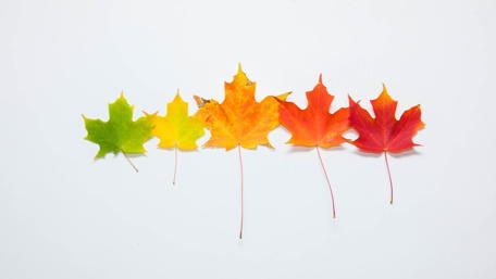 Vibrant Spectrum of Maple Leaves wallpaper