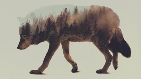 Majestic Wolf Blending with Nature's Beauty wallpaper