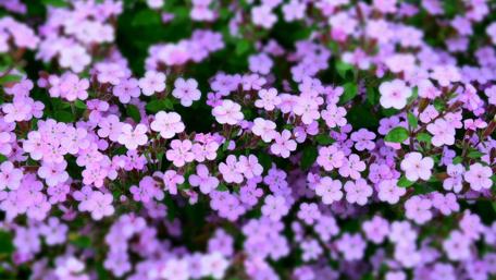 Blooming Pink Bliss in Abundance wallpaper