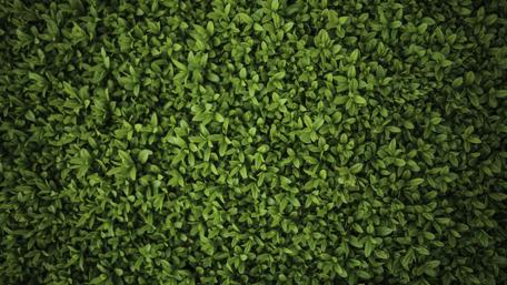 Lush Greenery for Tranquil Spaces wallpaper