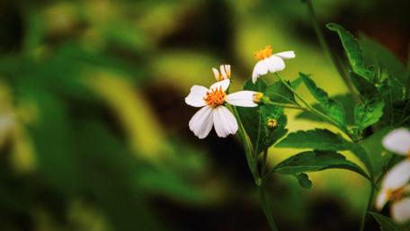 Delicate White Flowers in Nature's Embrace wallpaper
