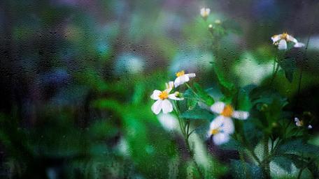 Rain-Kissed Blooms in 4K wallpaper