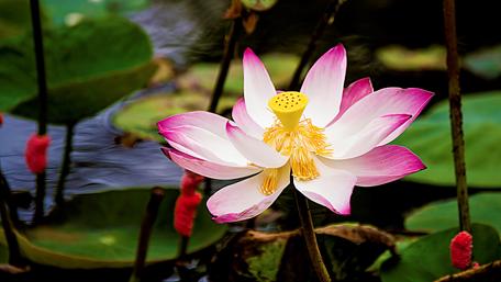 Captivating Lotus Blossom on Tranquil Water wallpaper