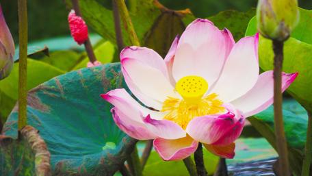 Vibrant Lotus Blossom in Nature's Embrace wallpaper