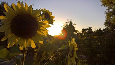 Golden Sunflowers Embracing the Sunset wallpaper