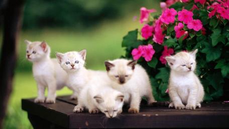 Charming Kittens Surrounded by Blooms wallpaper
