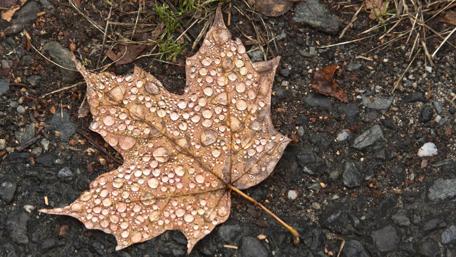 Autumn Leaf with Raindrops on Ground wallpaper