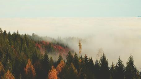 Majestic Autumn Forest in Foggy Serenity wallpaper