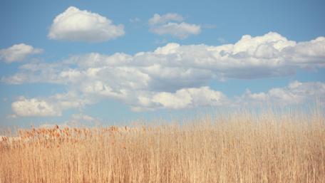 Serene Skyscape with Whispering Clouds and Golden Grasses wallpaper