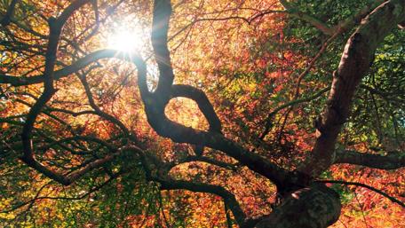 Autumn Glory in Nature's Embrace wallpaper
