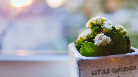 Blossoming Beauty in a Pot wallpaper