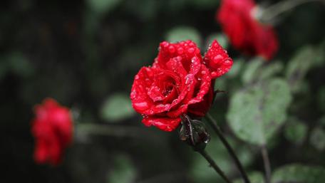Blooming Red Rose with Raindrops Enhancing Beauty wallpaper