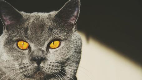 Mysterious Grey Cat With Striking Yellow Eyes wallpaper