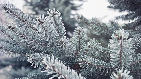 Frosted Spruce Branches in Nature's Embrace wallpaper