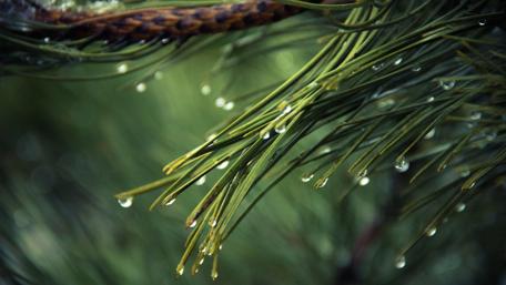 Dewdrops on Pine Needles wallpaper