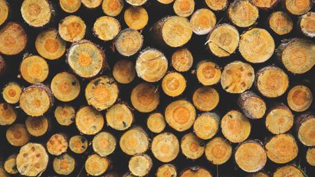 Rustic Logs Stacked Neatly in Nature's Embrace wallpaper