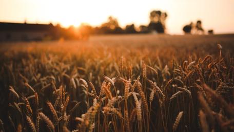 Golden Wheat Fields at Sunset wallpaper