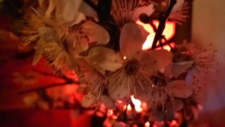 Delicate Blossoms Amidst Warm Glow wallpaper