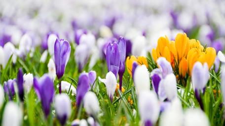 Vibrant Spring Blooms in Full Color wallpaper