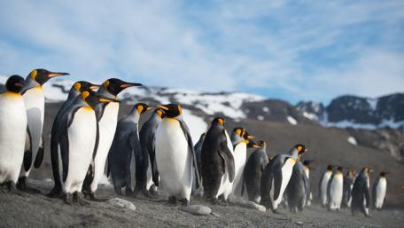 Majestic Penguins Marching in Formation wallpaper