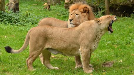 Majestic Lions in Their Natural Habitat wallpaper