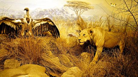 Majestic Lion and Vulture in Natural Habitat wallpaper