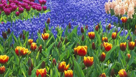 Vibrant Floral Symphony in Bloom wallpaper
