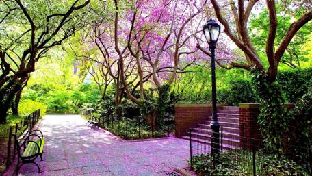 Tranquil Pathway Through Blossoming Trees wallpaper