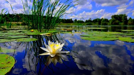 Serene Water Lily Amidst Tranquil Waters wallpaper