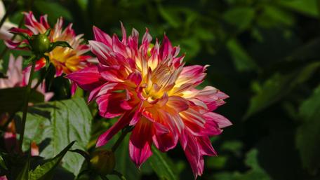 Vibrant Flowers Blooming in Nature's Embrace wallpaper