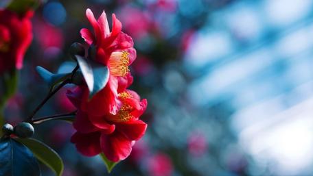 Spring Blooms in Soft Focus wallpaper