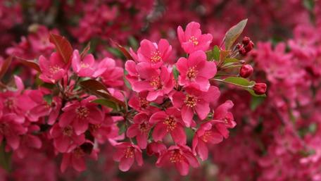 Spring Blossoms in Vibrant Bloom wallpaper