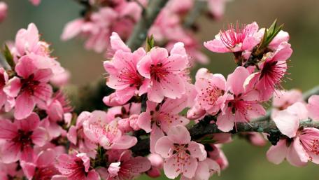 Radiant Blossoms of Springtime Beauty wallpaper