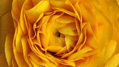Golden Yellow Rose Captivating Floral Elegance in 4K Resolution wallpaper