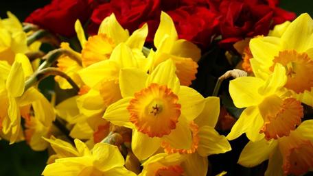 Vibrant Floral Symphony of Yellow and Red Flowers wallpaper