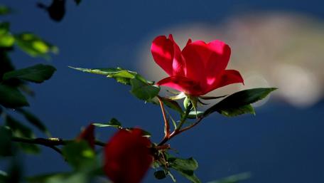 Vibrant Red Rose Against a Blue Background wallpaper