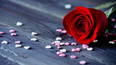 Romantic Rose Elegance wallpaper