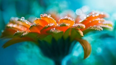 Dew-Kissed Gerbera Majesty wallpaper