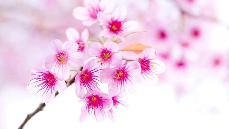 Blossoming Cherry Blossoms in Soft Pastels wallpaper