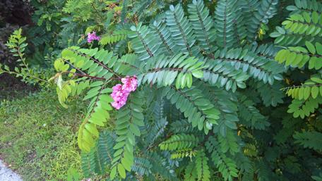 Lush Greenery with Beautiful Blooms in Nature Scene wallpaper