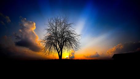 Elegant Silhouette of a Lone Tree at Sunset wallpaper